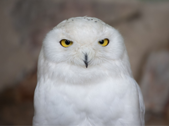 Magický květen s Harry Potterem