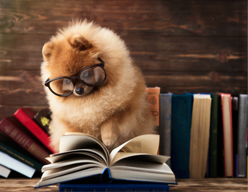 dae1716d-shelfielibrary-day.png